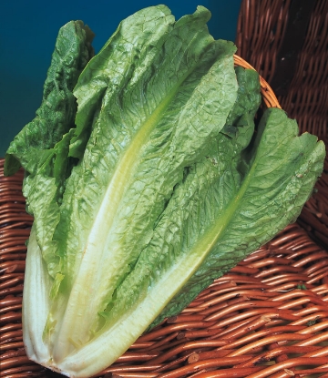 Picture of Lettuce Lobjoits